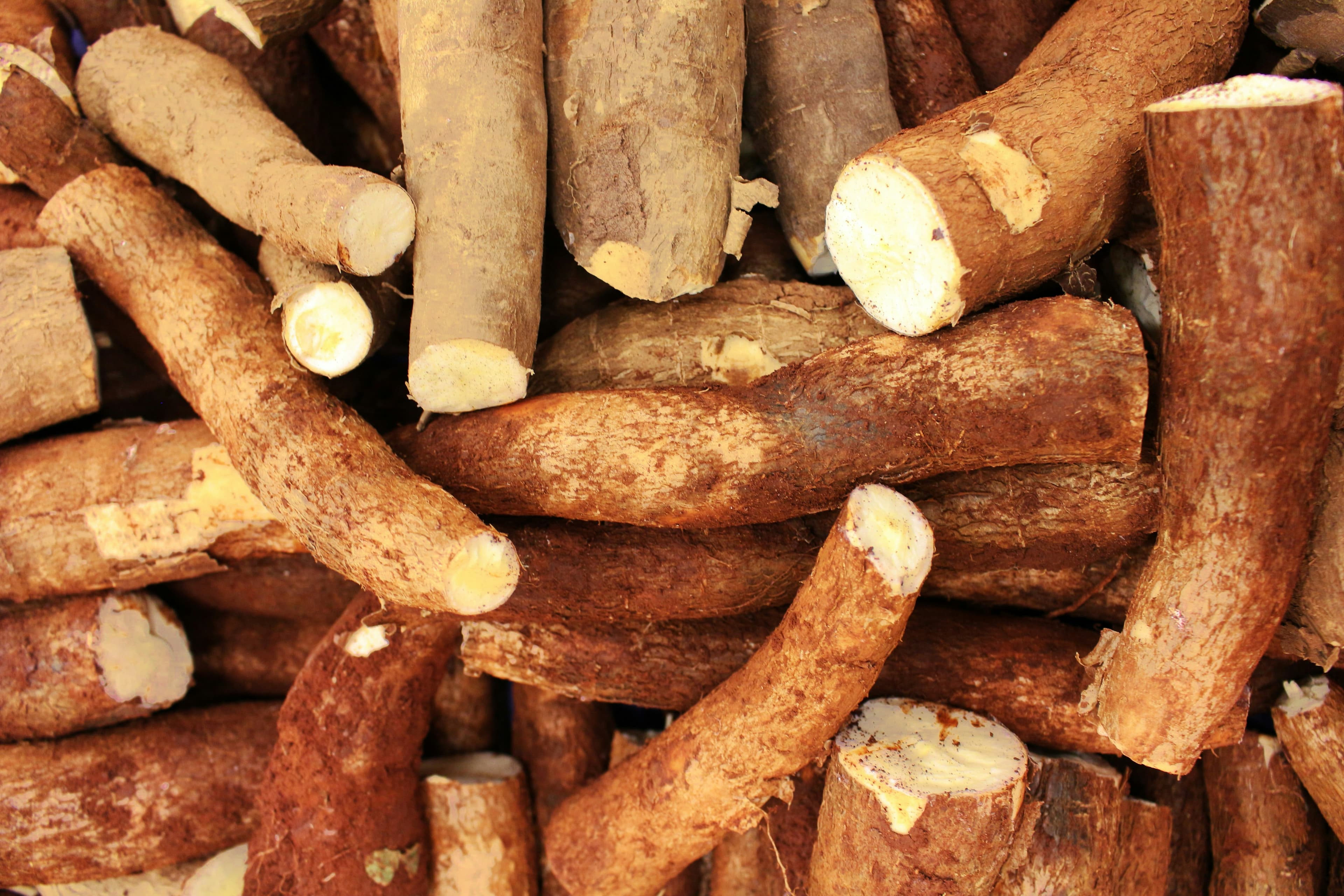 Cassava Cultivation